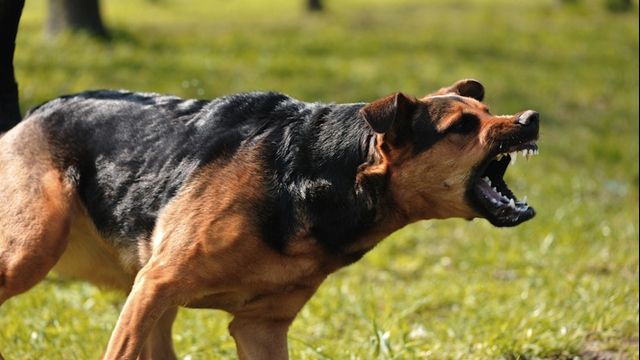 Câine agresiv