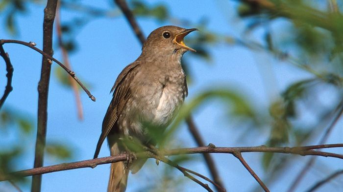 În ziua de BUNA VESTIRE a auzit cucul cântând de 3 ori. Când a aflat ce înseamnă a înlemnit