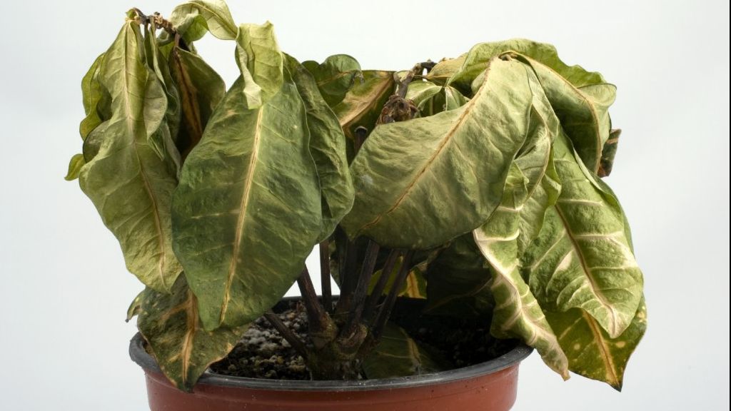 Truc genial. Ce să pui în ghiveci dacă florile s-au ofilit. Își revin pe loc 