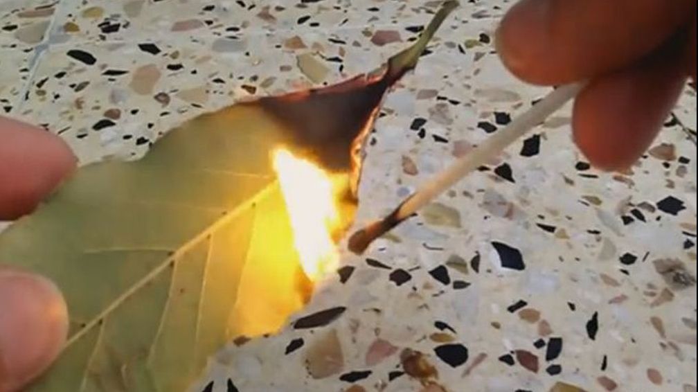 Dă foc câtorva frunze de dafin în bucătărie. Efectul te va ului