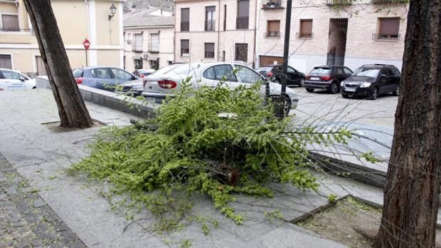 O fetiță de 12 ani din România, ucisă de un copac căzut în Toledo