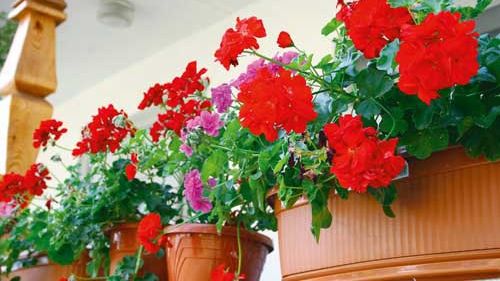 Cum să te bucuri de muşcate toată vara. Trebuie să pui lunar câte o picătură de...