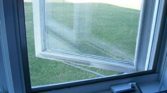 Cum să scapi RAPID şi natural de insectele din casă