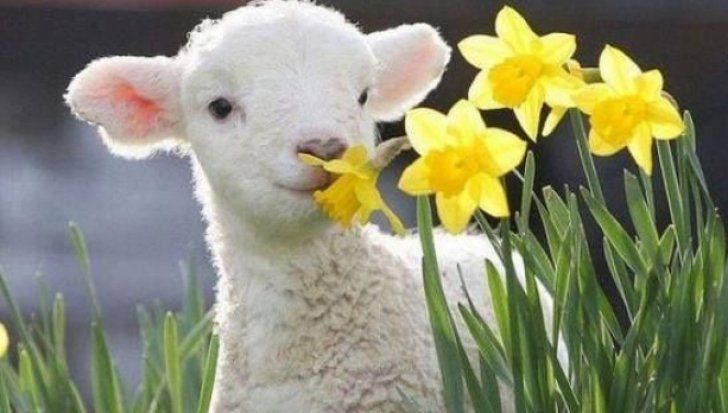 Vremea de Florii şi de Paşte. Prognoza meteo pe două săptămâni