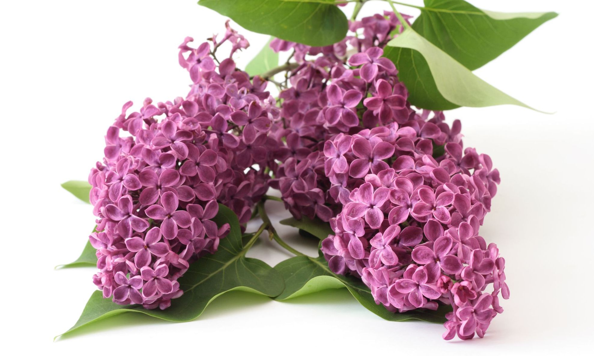 Cum scapi de balonare cu liliac