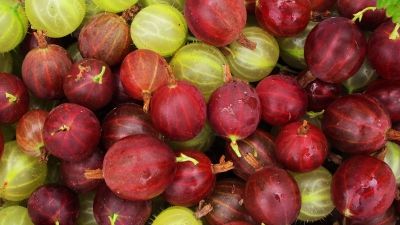 Aceste fructe mici sunt adevărate bombe de vitamine. Ce beneficii miraculoase au agrișele