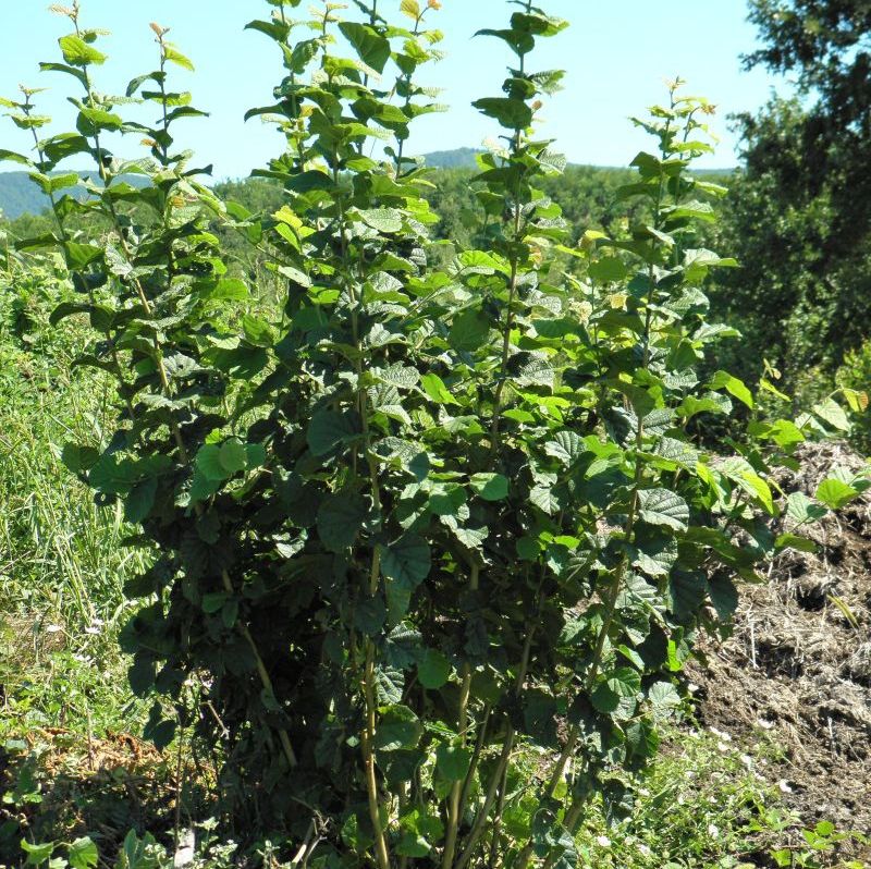 De ce e bine să plantezi un alun în curte 