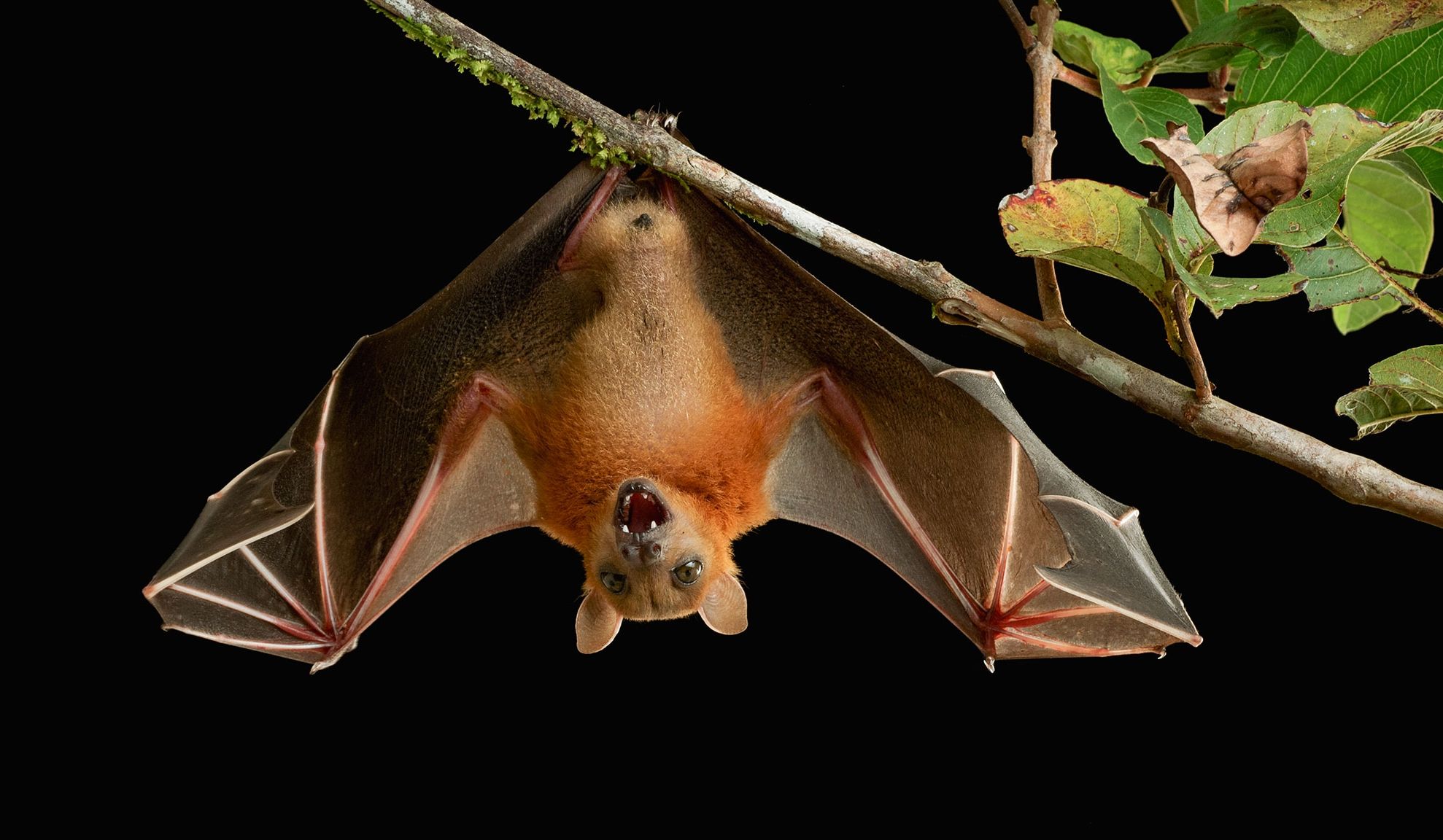 Au cumpărat o salată bio. Ce au găsit în ea i-a ORIPILAT