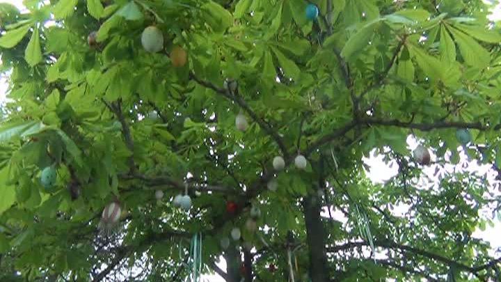 Copac împodobit cu ouă de Paşte