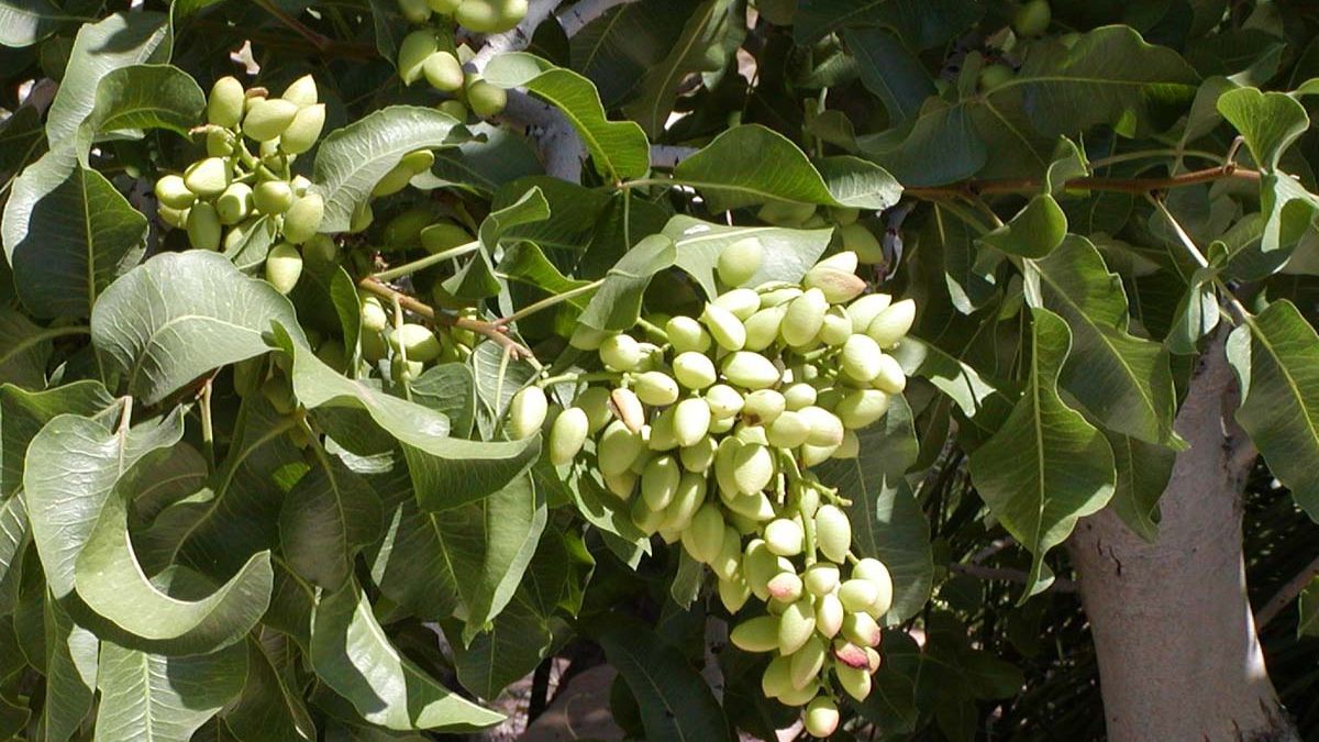 Planta considerată “aurul verde” al planetei: aduce fericire, căldură şi încălzeşte un oraş întreg