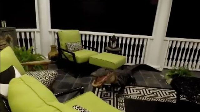 În loc de Iepuraș de Paște, s-au trezit cu un monstru preistoric. Este ÎNFIORĂTOR ce au pățit 