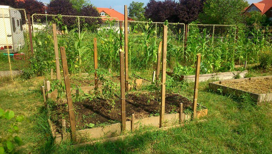 Descoperire şocantă într-o grădină din România 