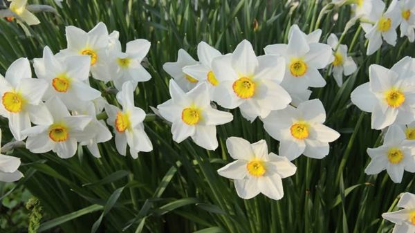 Această plantă este ucigaşă! Se vinde la toate florăriile din România, deşi e foarte toxică