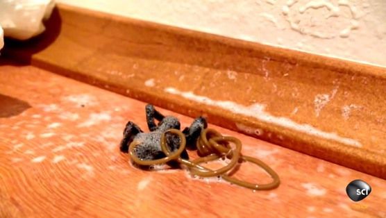 A omorât un păianjen cu insecticid. Când a văzut ce a ieşit din el a rămas şocat