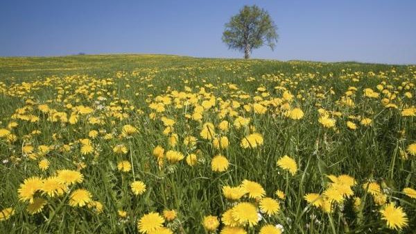 E considerată doar o buruiană, dar această plantă distruge celulele canceroase aproape instantaneu