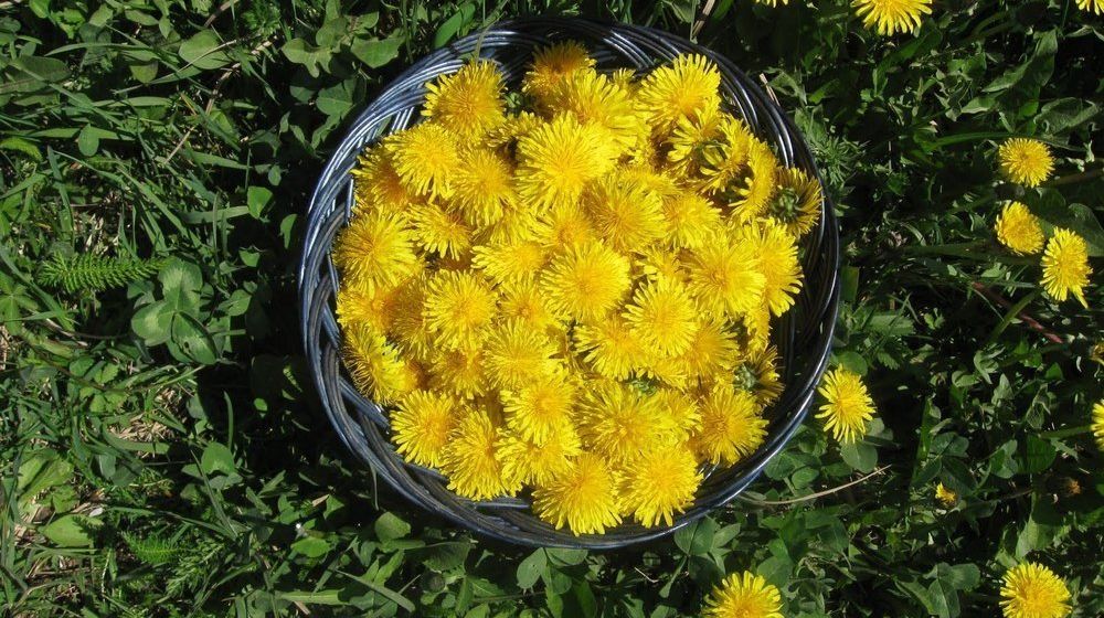 Această plantă are efecte miraculoase asupra sănătăţii. Se mai numeşte şi aurul primăverii! 