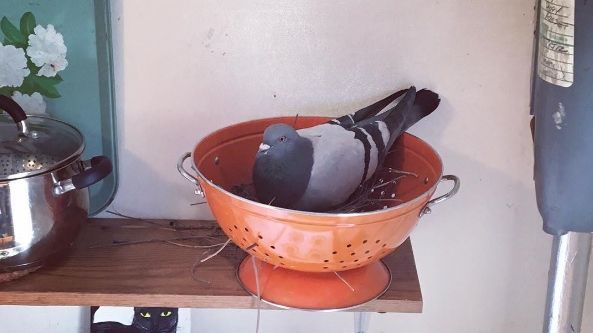 N-o să-ți vină să crezi unde și-a făcuit cuib acest porumbel, după ce i-a invadat casa
