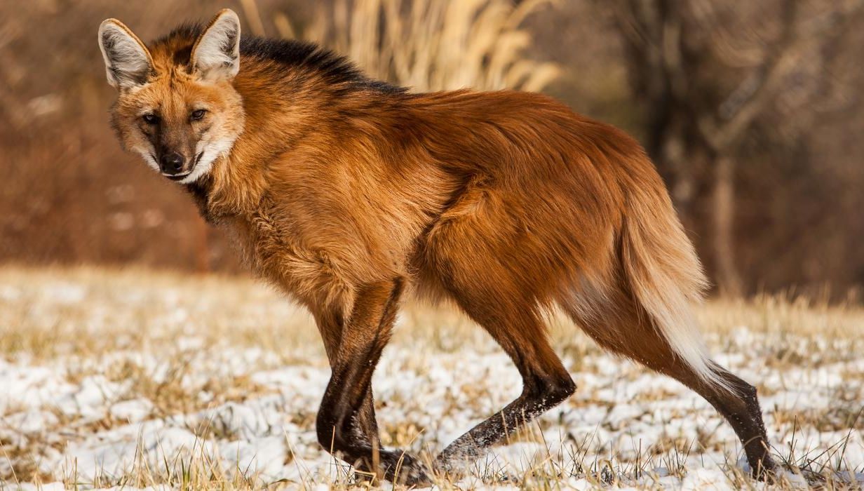 Specie nouă sau anomalie genetică? Această creatură uimește comunitatea științifică