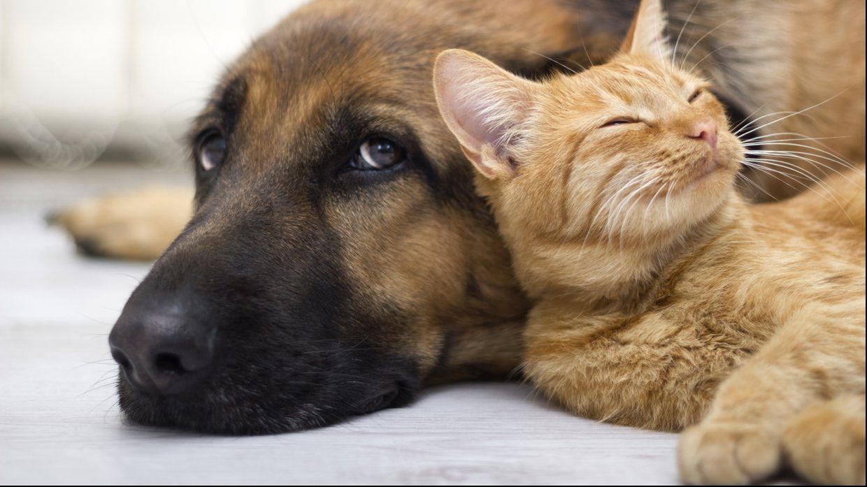 Ce zodie este animalul tău de companie? Iată care sunt principalele sale trăsături