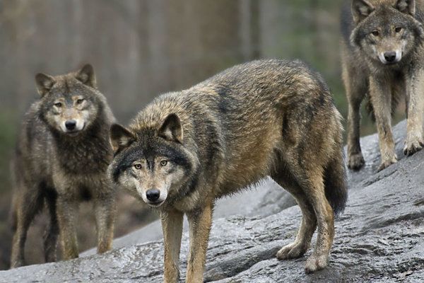 Incredibil! Un lup sălbatic a fost capturat pe aleile unui parc dintr-un mare oraș din România
