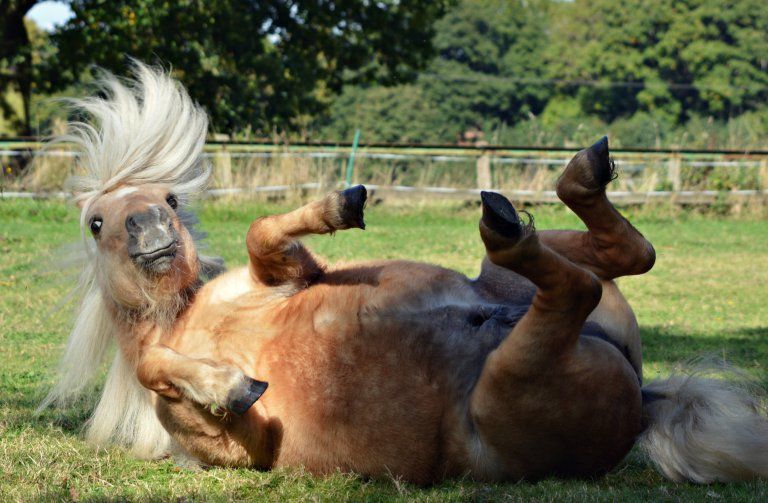 Râzi garantat. Cele mai penibile imagini cu animale de companie