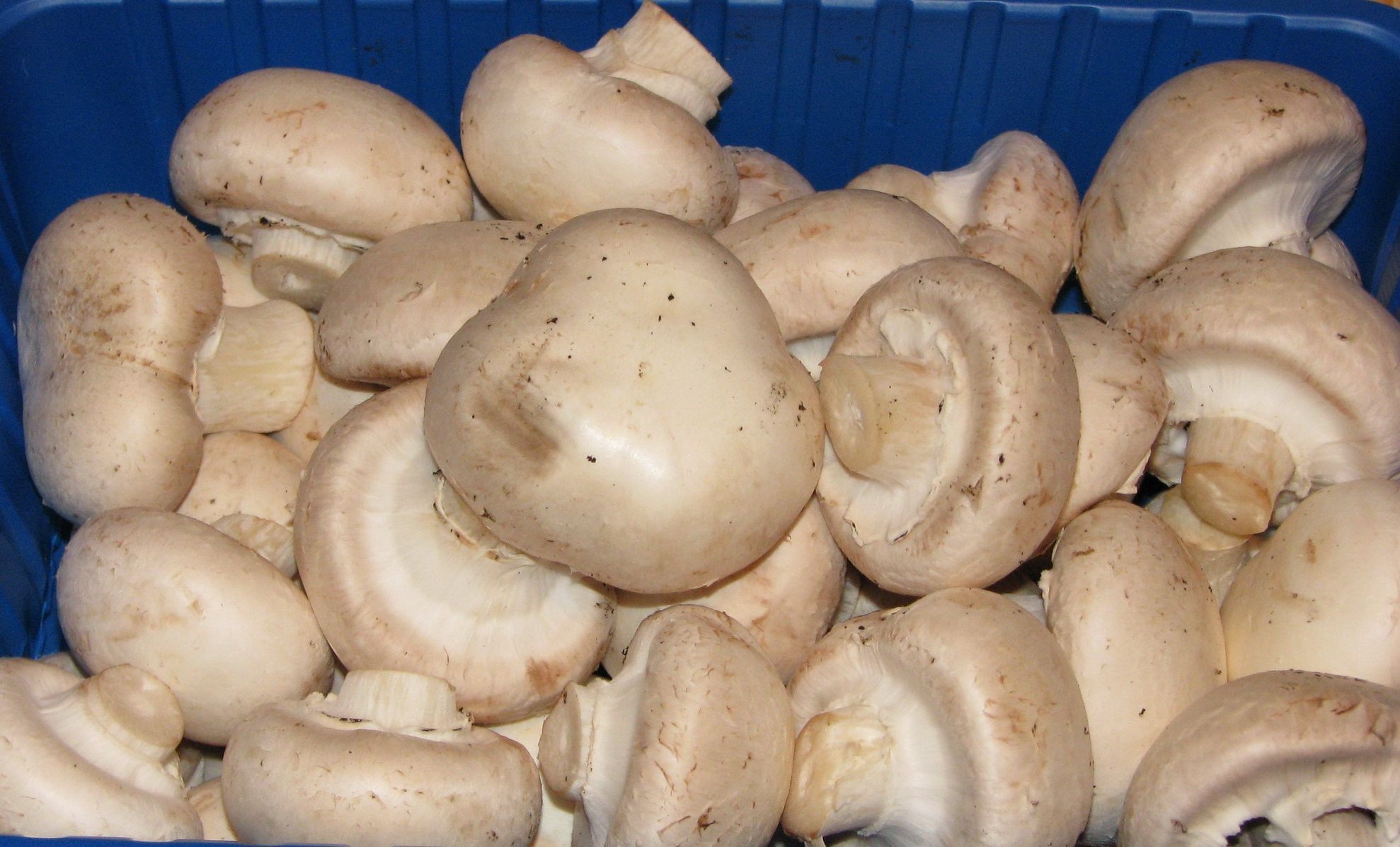 Greşeala pe care o fac gospodinele când gătesc ciuperci. Bonus: Cea mai bună ciulama de ciuperci