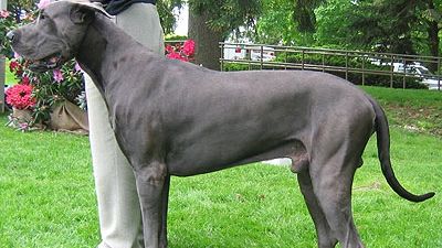 UIMITOR! Și-au căutat câinele timp de trei ani. Într-o zi,un străin îi anunță că este în garajul lui