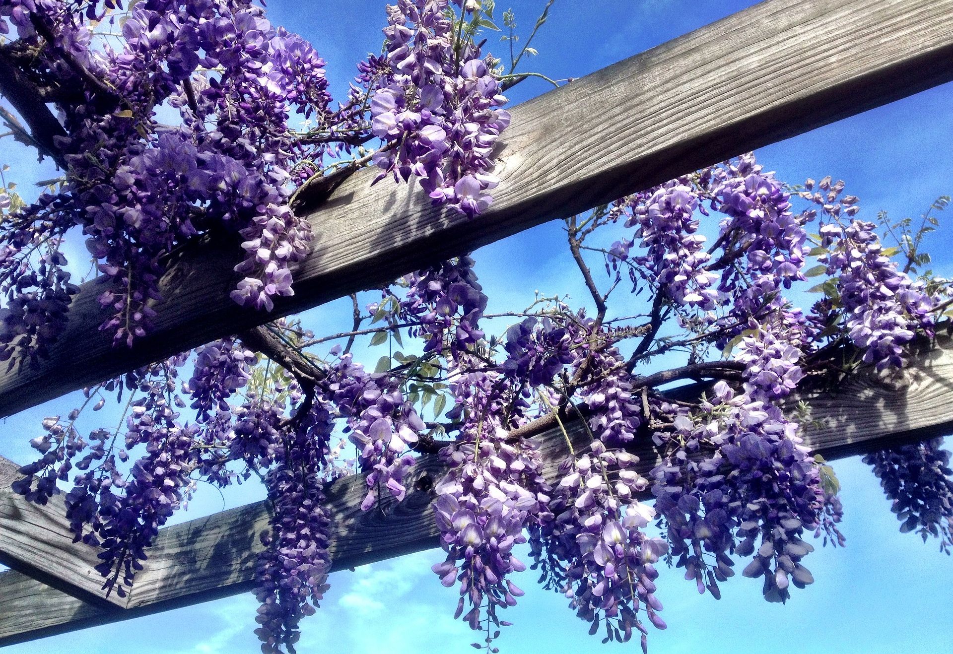 Acest arbore căţărător, întâlnit cel mai des în Italia, este foarte uşor de plantat în grădina ta