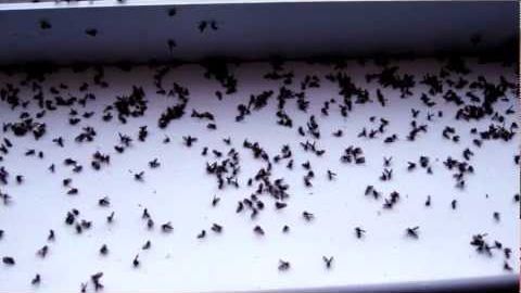 Soluţii naturale ANTI-INSECTE. Cum scăpăm de muşte - Mirosul pe care nu-l suportă! 