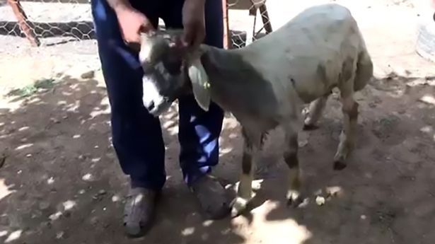O oaie cu două guri a înspăimântat Turcia. Stăpânul a început să tremure când a făcut descoperirea