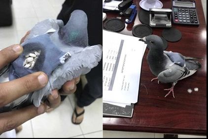 Un porumbel, dealer de droguri. Cum transporta drogurile şi unde a fost descoperit - FOTO