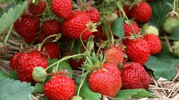 Legătura şocantă dintre căpşuni şi cancer. Cercetătorii au făcut anunţul!