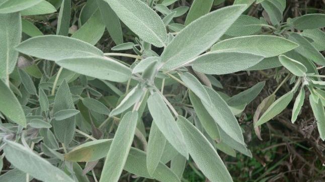 Planta sacră care vindecă numeroase boli şi ţine departe bătrâneţea. Creşte şi în România