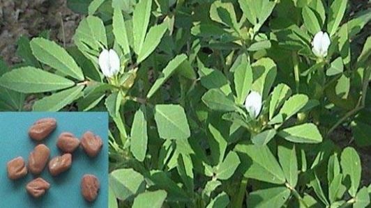 Elixirul tinereţii şi al vitalităţii. Plantă care vindecă infertilitatea
