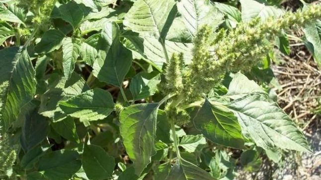Buruiana-minune din România care ne vindecă de cele mai crunte boli. „Va fi  hrana viitorului“ 