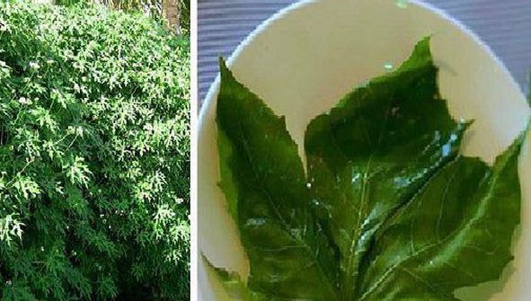 Se spune că această plantă este "darul zeilor". Poate vindeca peste 100 de boli