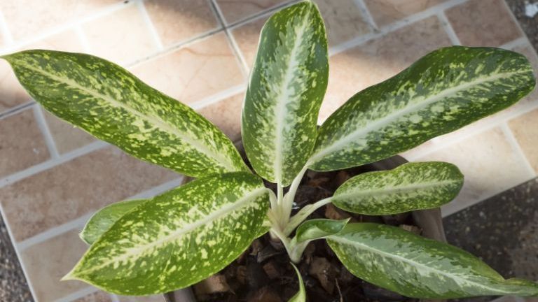 Aceste plante de interior sunt OTRĂVITOARE! Pot ucide un copil în doar un minut