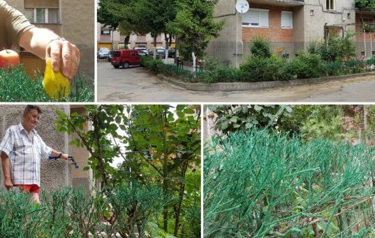 Gardul minune din Arad: înverzește în două ore