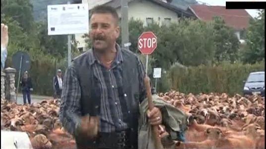 Protest cu 3.000 de oi la primărie. Care sunt nemulţumirile ciobanilor