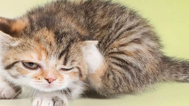 Cum să scapi de purici. Metodele naturale de a îndepărta insectele care pot să sară de 200 de ori mai sus decât propria înalțime