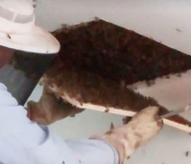 Femeia auzea în fiecare noapte un zgomot bizar din tavan. Când au spart peretele, ŞOC...  