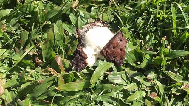 A aruncat o înghețată pe pământ și a lăsat-o acolo. Ce a găsit după 4 zile a ȘOCAT-O