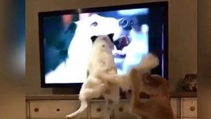 Reacţia HAIOASĂ a doi căţei: ce fac atunci când îşi văd stăpâna la televizor VIDEO