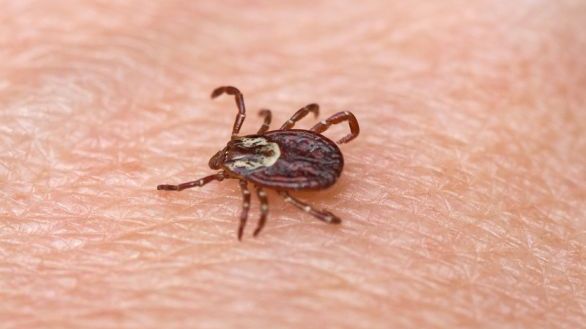 Descoperire paradoxală! Căpuşele ar putea avea un efect benefic pentru organismul uman