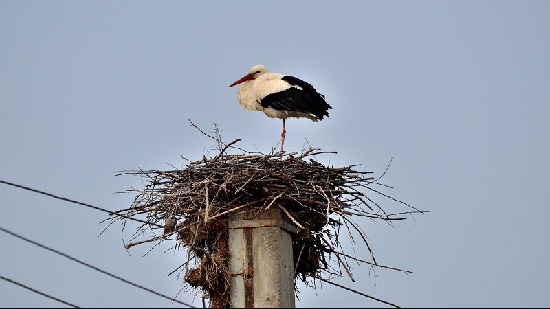 "UITE BARZA" - Prima aplicaţie din Europa pentru recensământul berzelor albe a fost lansată! (P)