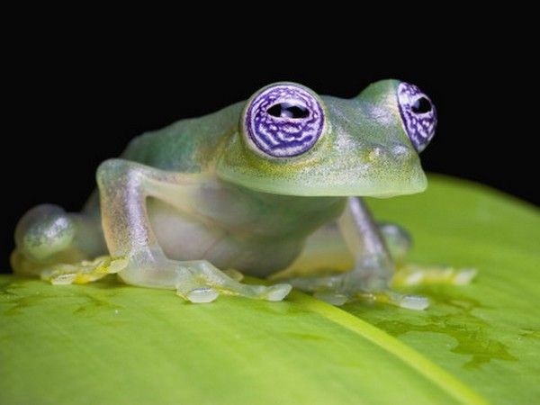 A fost descoperită o specie de broască cu inima la vedere FOTO