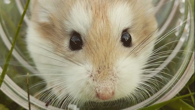 Ca-n comedii. Și-a dus hamsterul la veterinar pentru că nu se mișcase 3 zile. Râzi când afli de ce