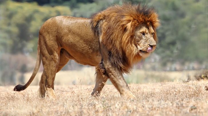 Avertisment înfricoșător. A șasea extincție în masă se derulează rapid!