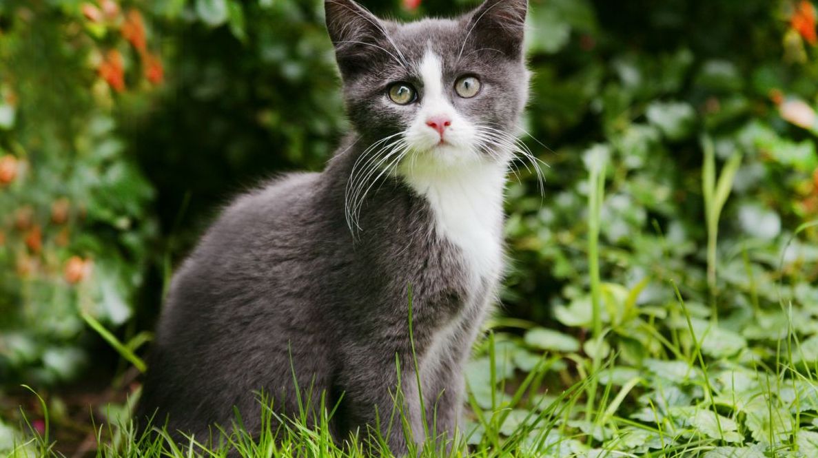 Descoperire uimitoare. Cum poţi să fii muşcat de căpuşe fără să ieşi din casă