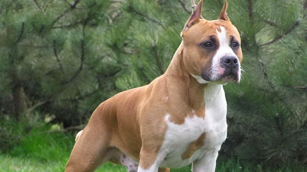 Copil de patru ani ucis de un câine de luptă, în Sighetul Marmaţiei
